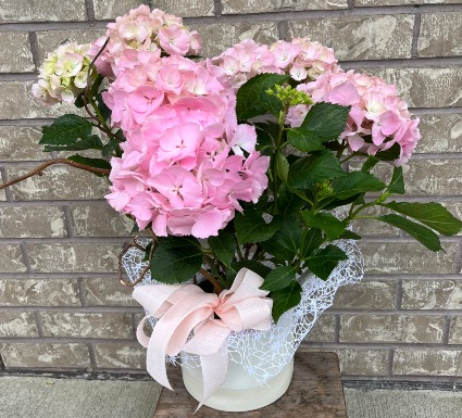 HYDRANGEA  PLANTER Outdoor Blooming Plant