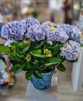 Hydrangea - Potted Flowering Plant