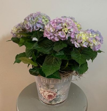 Hydrangea Potted Hydrangea