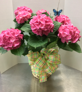 Hydrangea potted plant Plant