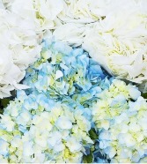 hydrangea spring/summer plant BEAUTIFUL BLOOM PLANT