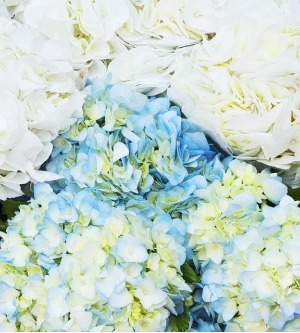 hydrangea spring/summer plant BEAUTIFUL BLOOM PLANT