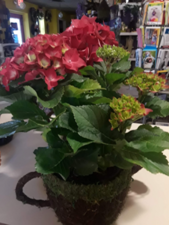 Hydrangea watering can red