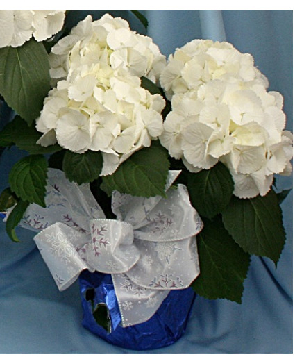 Hydrangea - White Plant