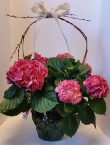 Hydrangea with Willow seasonal in Northport, NY | Hengstenberg's Florist