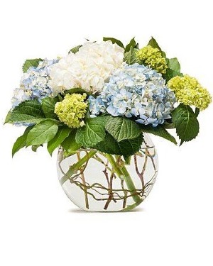 Hydrangeas in Bloom Floral Bouquet in Whitesboro, NY | KOWALSKI FLOWERS INC. Hydrangeas in Bloom Floral Bouquet in Whitesboro, NY | KOWALSKI FLOWERS INC.