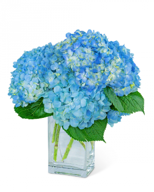 Hydrangeas In Blue Flower Arrangement in Nevada, IA | Flower Bed Hydrangeas In Blue Flower Arrangement in Nevada, IA | Flower Bed