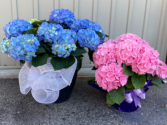 8" Hydrangea- Blue only Plant 
