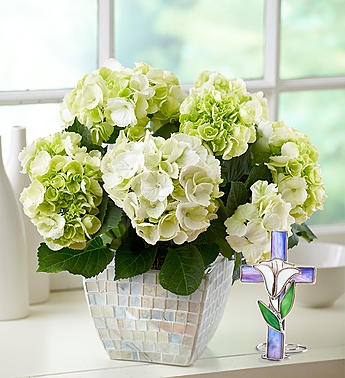 Hydrangias plant