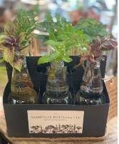 Hydroponic Windowsill Garden  