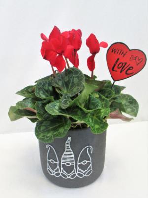 I KNOME I LOVE YOU BLOOMING PLANT - LIMITED QTY
