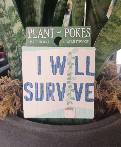 I Will Survive Plant Stake 