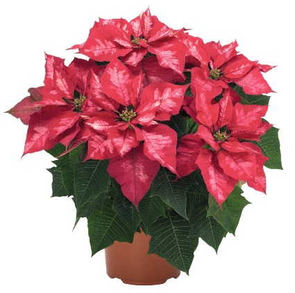 Ice Punch Poinsettia 