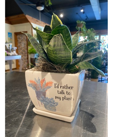 I'd Rather... Sassy Succulent Planter in South Milwaukee, WI | PARKWAY FLORAL INC.