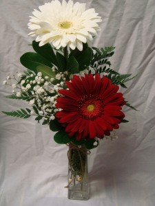 2  Gerbera Daisies in a vase with baby's  breath! (could be red, pink, or white)for pick up or delivery 