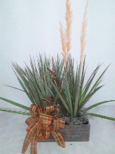 Autumn’s Breath (Dracena Marginata) Plant