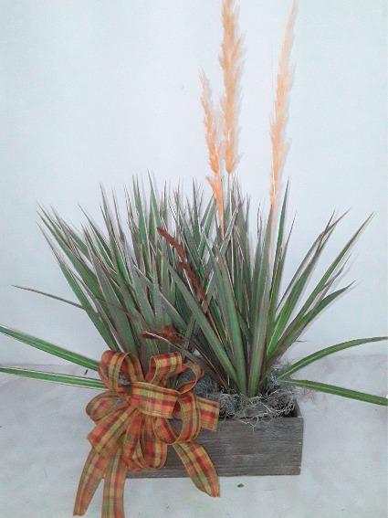 Autumn’s Breath (Dracena Marginata) Plant