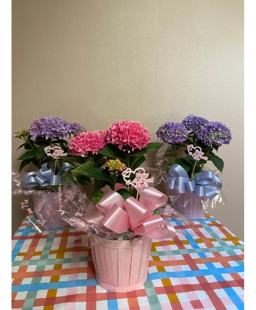 im blooming 4u mom hydrrangea 6 in in  basket  in Renton, WA | Alicia's Wonderland II