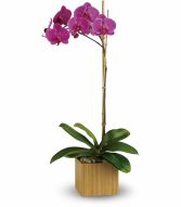 Imperial Purple Orchid  EN-7P