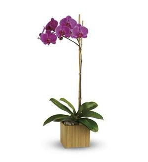  Imperial Purple Orchid 