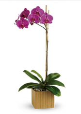  Imperial Purple Orchid Blooming Plant