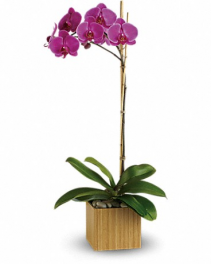 Imperial Purple Orchid Plant Flower