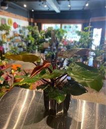 Imperial Red  Philodendron Plant