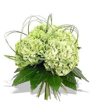 Imported hydrangeas Summer special of the Week