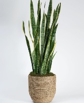 Mother- in -law  plant  Snake plant 