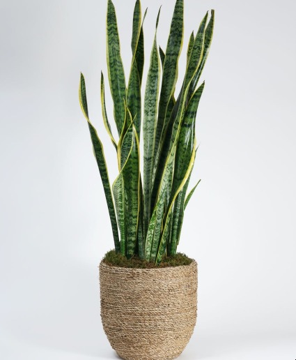 Mother- in -law  plant  Snake plant 