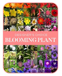 In-Season Blooming Plant Flower Arrangement
