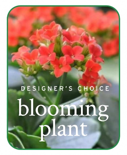 In-Season Blooming Plant Flower Arrangement