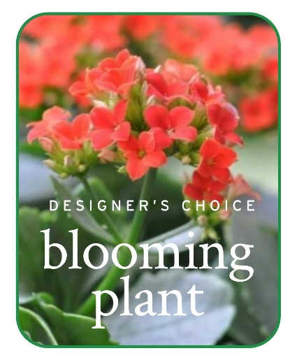 In-Season Blooming Plant Flower Arrangement