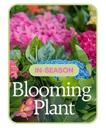In-Season Blooming Plant Flower Arrangement