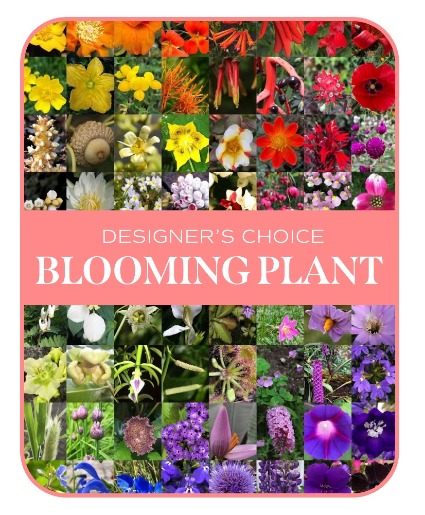 In-Season Blooming Plant Flower Arrangement