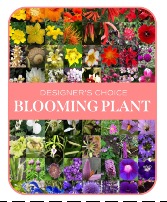 In-Season Blooming Plant Flower Arrangement