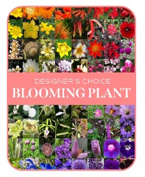 In-Season Blooming Plant Plant