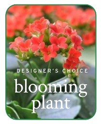 In-Season Blooming Plant Plant