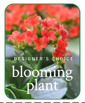 In-Season Blooming Plant Plant