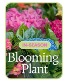 In-Season Blooming Plant Plant