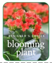 In-Season Blooming Plant Plants