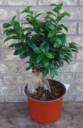 INDOOR BONSI Indoor Plant