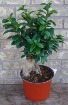 INDOOR BONSI Indoor Plant