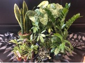 Indoor Plant Designers Choice