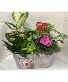 Indoor Planter  