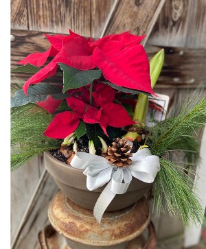 Indoor Winter Garden iving plants