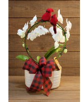 Infinity Blooming Orchid  