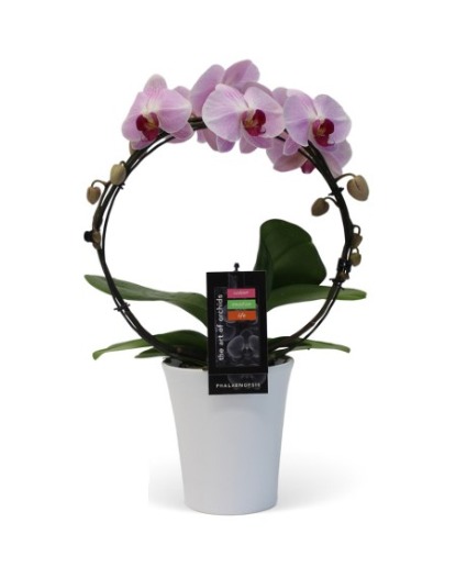 Infinity Circle Orchid Plant