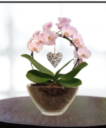 Infinity Circle Orchid Plant