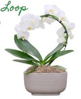 Infinity Loop Orchid Plant